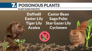 Dangers Plants Pose To Pets