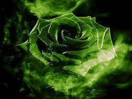 Green Roses - 1024x768 Wallpaper ...