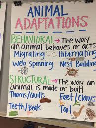 Animal Adaptations Anchor Chart Fourth Grade Science