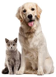 We are conveniently located in lisbon, ohio. Animal Adoption Paws Adoption Center