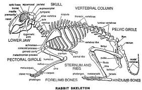 Rabbit Skeleton Rabbit Anatomy Rabbit Skeleton Meat Rabbits