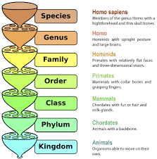 The Natural System Of Classification That Has Developed