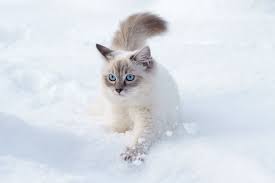 frostbite in cats causes prevention