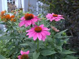 These annuals make excellent cut flowers because their blooms last several days in water. Pin On Flowers To Plant