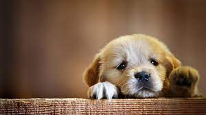 45 Cute Dog Wallpapers - Wallpaperboat