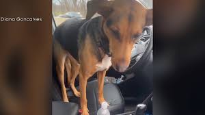 Dog Running On Highway 401 Saved By