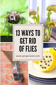 get rid of flies fly repellant