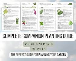 Companion Planting Guide Garden