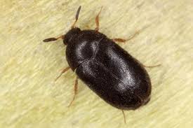 to kill and get rid of carpet beetles