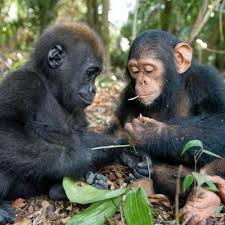 binh. “Baby gorilla and chimpanzee become friends,” showcases the heartwarming bond between two unlikely companions, highlighting the universal capacity for friendship and connection among animals.
