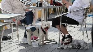dog friendly restaurants in boston