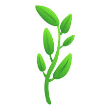 Sage Basil Plant Icon Cartoon Vector