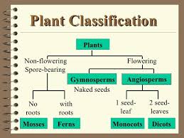 Image Result For Plant Kingdom Chart Plant Classification