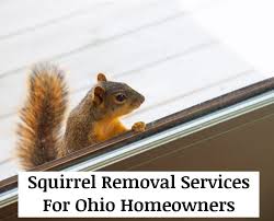 columbus squirrel removal co 399