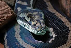 diamond python carpet python