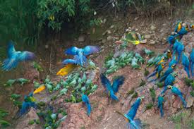 The Tambopata Macaw Project Peru Rainforest Expeditions
