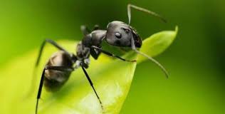 За съжаление нито сол, нито оцет мравките мразят силната миризма от личен опит те съветвам да наръсиш навсякъде даже и. Koj Preparat Protiv Mravki V Kshi E Ok Borba S Mravkite V Kuhnyata I Dr Paralel 42