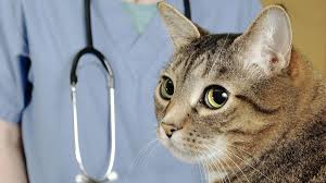 Гиповитаминоз у кошек: симптомы, причины и лечение