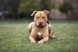 American Staffordshire Terrier Full Profile History And Care