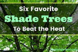Favorite Shade Trees To Beat The Heat