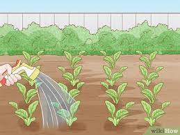 How To Start A Garden 11 Simple Steps