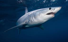 Mako Shark Size Diet Facts Britannica