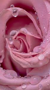 pink rose wallpaper 4k droplets
