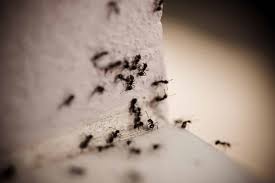 dark ants in my house how do i get rid