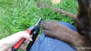 how to use dog nail clippers you