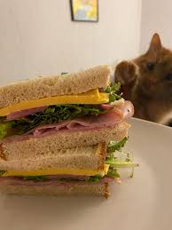 The problem is many cats develop a bit of lactose intolerance as they reach adulthood. Simple Ham Sandwich My Cat Almost Put His Paw All Over It During The Picture Eatsandwiches