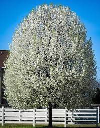 cleveland flowering pear tree