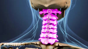 Human body , the physical substance of the human organism, composed of living cells and extracellular materials and organized into tissues , organs , and systems. Cervical Spine Anatomy