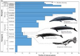 Beware Meta Studies An Example From Whale Evolution