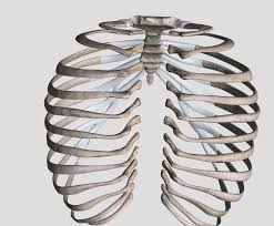 Learn about rib cage anatomy physiology with free interactive flashcards. Posterior View Thoracic Cage Diagram Quizlet