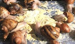 Image result for Snail Farming Business