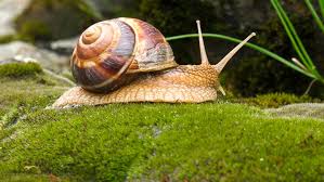 Snails Identification Most Popular Land Snail Species