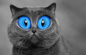 Wallpaper Cat Eyes Photo Grey