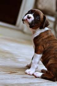 Ranges from $900 to $3,200. How Much Does A Boxer Puppy Cost Click The Picture To Read Brindle Boxer Puppies Boxer Dogs Super Cute Puppies
