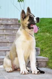 Your german shepherd mix akita will inevitably have intense focus, a strong work ethic, and versatility. 510 Akita Shepherd Photos Free Royalty Free Stock Photos From Dreamstime