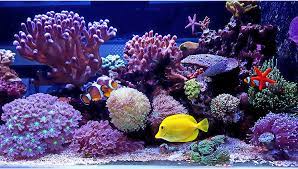 r aquarium setup guide and tips