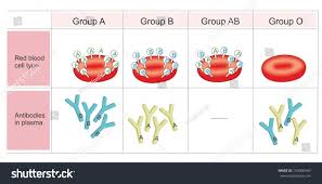 10 Blood Type Antigens And Antibodies Chart Proposal Sample