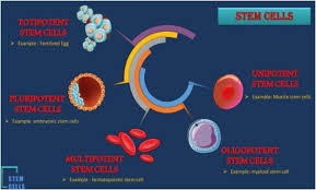 umbilical cord stem cells background