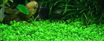 create a carpet in your planted tank