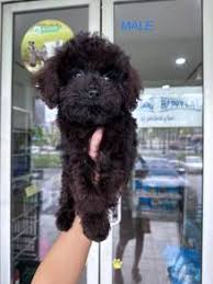 found 6610 results for poodle all pets
