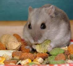Hamster Food Treats Diet What Types How Much Often
