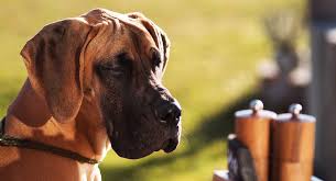 The best dog food for great danes. Great Dane Dog Breed Information A Guide To This Giant Breed