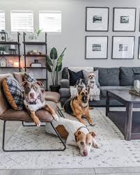 dog rugs the best rugs for man s best