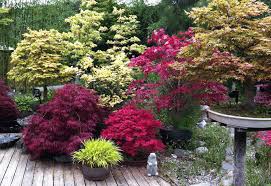 14 dwarf anese maple varieties for