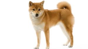 The shiba inu (柴犬, japanese: Alles Zum Thema Shiba Inu Rtl De Rtl De