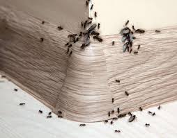how to get rid of ants overnight